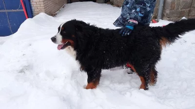 Bernský salašnický